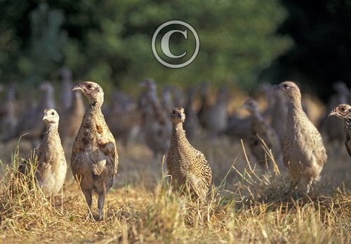 Pheasant Poults 9 Weeks Old  DM0514